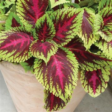 Coleus Kong Rose - Fantastic Foliage