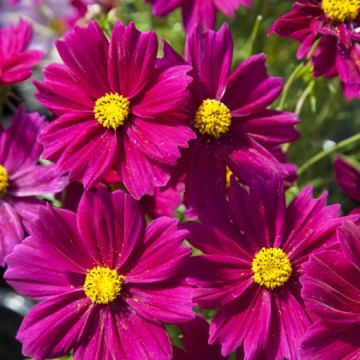 Cosmos Casanova Carmine - Garden Colour Daisy