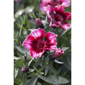 Dianthus Raspberry Parfait - In Bud & Bloom