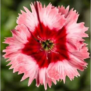 Dianthus Strawberry Parfait - In Bud & Bloom