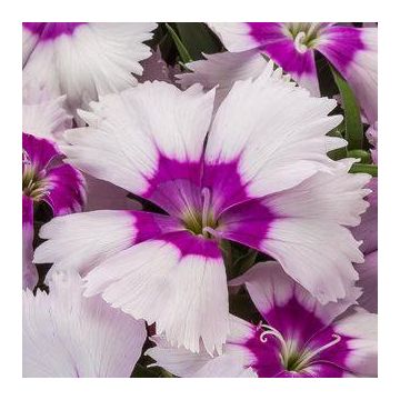 Dianthus Blueberry Parfait - In Bud & Bloom