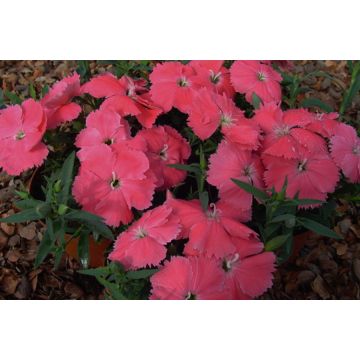 Dianthus Fern Leaf Pink Daisy