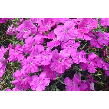 Dianthus Pink