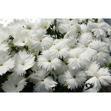 Dianthus Fern Leaf White Daisy