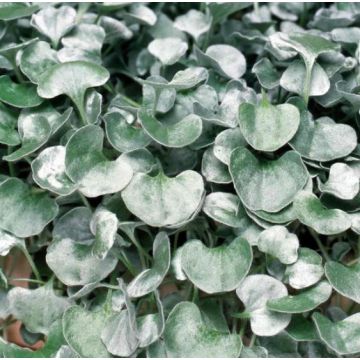 Dichondra Silver Falls - Trailing Basket & Container Plant