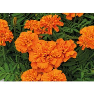 French Marigold - Super Hero Orange