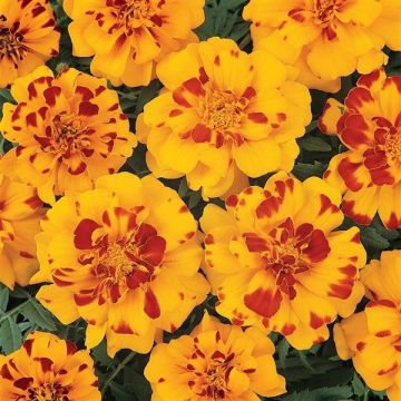 French Marigold - Durango Bolero