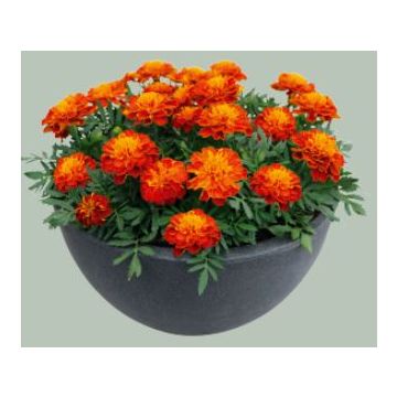 French Marigold - Super Hero Harmony