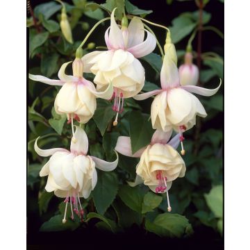 Fuchsia Annabell