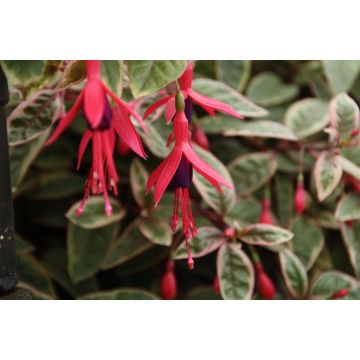 Fuchsia Tom West - Variegated Tricolour Foliage