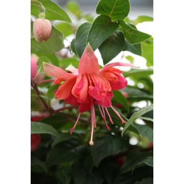 Fuchsia Bicentennial - Large Flowered Double