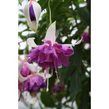 Fuchsia Blue Mirage - Large Flowered Double