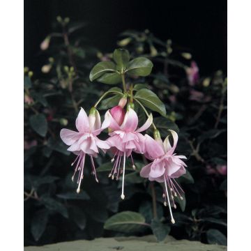 Fuchsia Claudia - Double Flowered Trailing Fuchsia