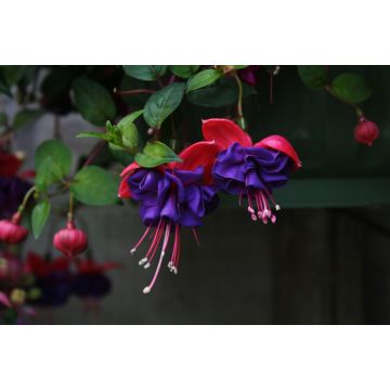 Fuchsia Dark Eyes - Double Flowered Trailing Fuchsia