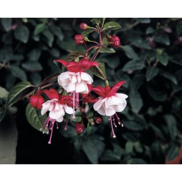 Fuchsia Matt Busby - Double Flowered Trailing Fuchsia