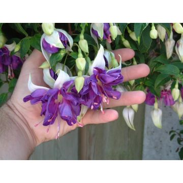 Fuchsia Blue Angel - Double Flowered Trailing Fuchsia