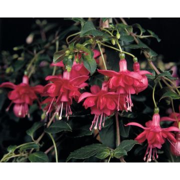 Fuchsia Blaze Away - Semi-Double Flame Flowered Trailing Fuchsia