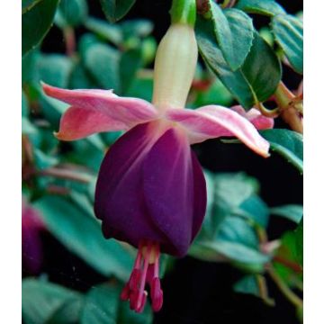 Fuchsia Eva Boerg - White & Purple Trailing Fuchsia
