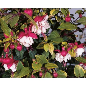 Fuchsia Golden Swingtime - Variegated Trailing Fuchsia