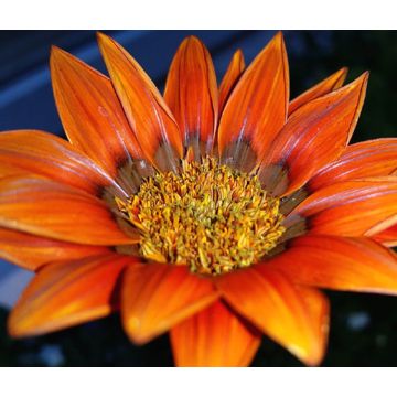 Gazania Bronze Star - Sun Daisy