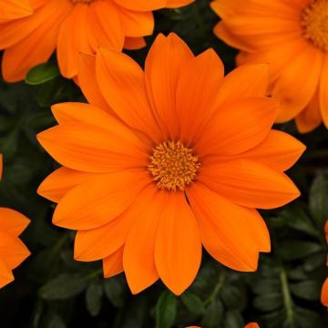 Gazania Orange - Sun Daisy