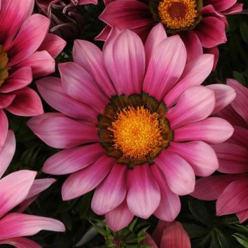 Gazania Pink - Sun Daisy