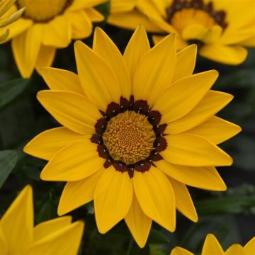 Gazania Yellow Flame - Sun Daisy