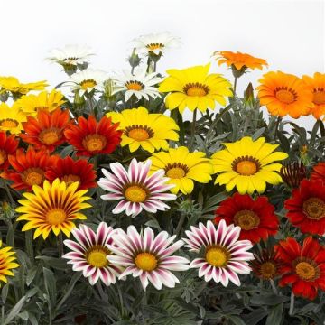 Gazania Silver Frosty Mix - Sun Daisy