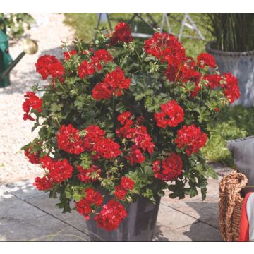 Geranium Trailing Ivy Leaf - Double Bright Red