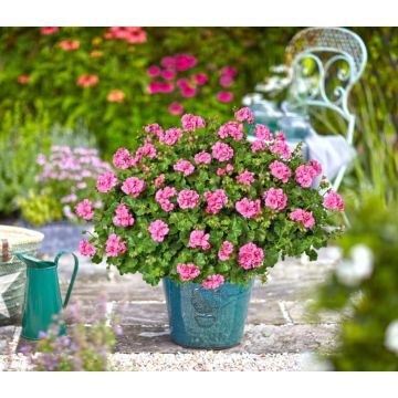 Geranium Trailing Ivy Leaf - Double Light Pink