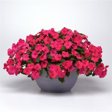 Busy Lizzie - Impatiens Beacon Rose
