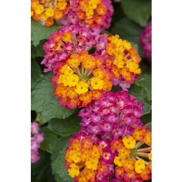 Lantana camara - Playa Sun Juana