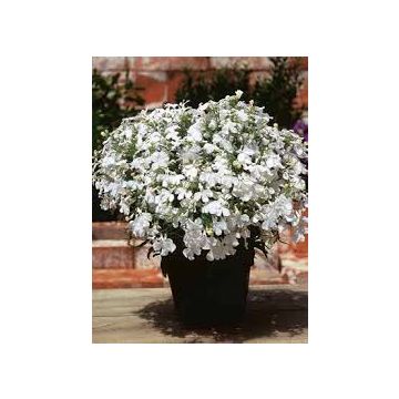 Lobelia Trailing Fountain White