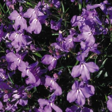 Lobelia Upright Crystal Palace