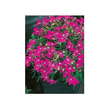 Lobelia Upright Rosamund - Riviera Red