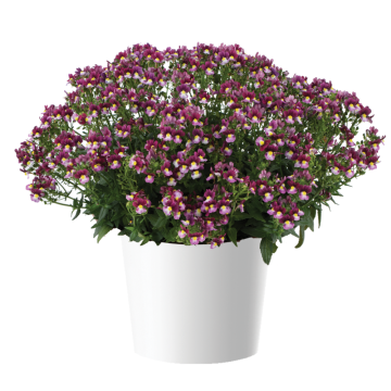 Nemesia fruticans Purple Bicolour