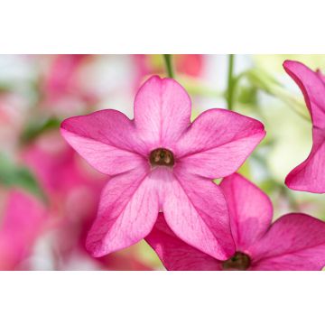 Nicotiana - Pink
