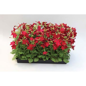 Nicotiana - Red