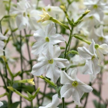 Nicotiana - White