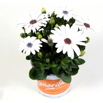 Osteospermum Daisy - Christina White