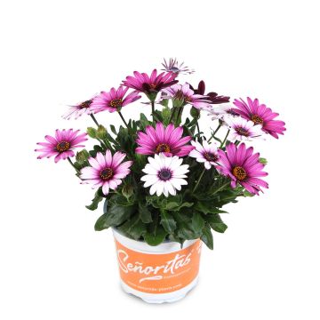 Osteospermum Daisy - Linda Pink