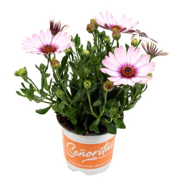 Osteospermum Daisy - Pink & Gold