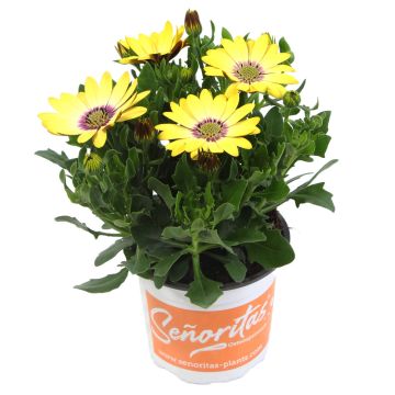 Osteospermum Daisy - Kiki Yellow