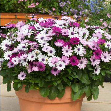 Osteospermum Daisy - Berries & Cream Mixed