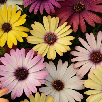 Osteospermum Daisy - Grand Canyon Mixed