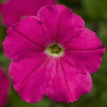 Petunia - Damask Rose