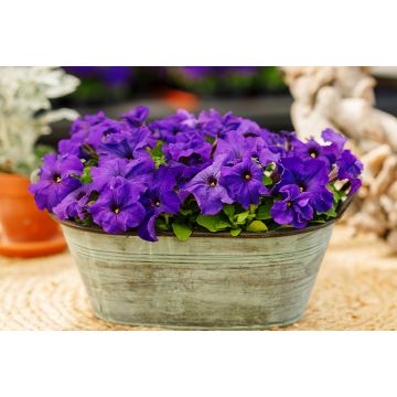 Petunia Blue