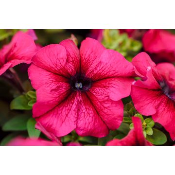 Petunia Burgundy