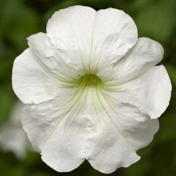 Petunia White