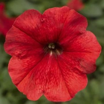 Petunia Red